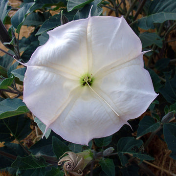 Sacred Datura Moonflower – Ornamental Flower Seeds