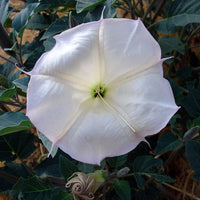 Toloache Datura Datura meteloides flowering plant with trumpet-shaped blooms and green foliage