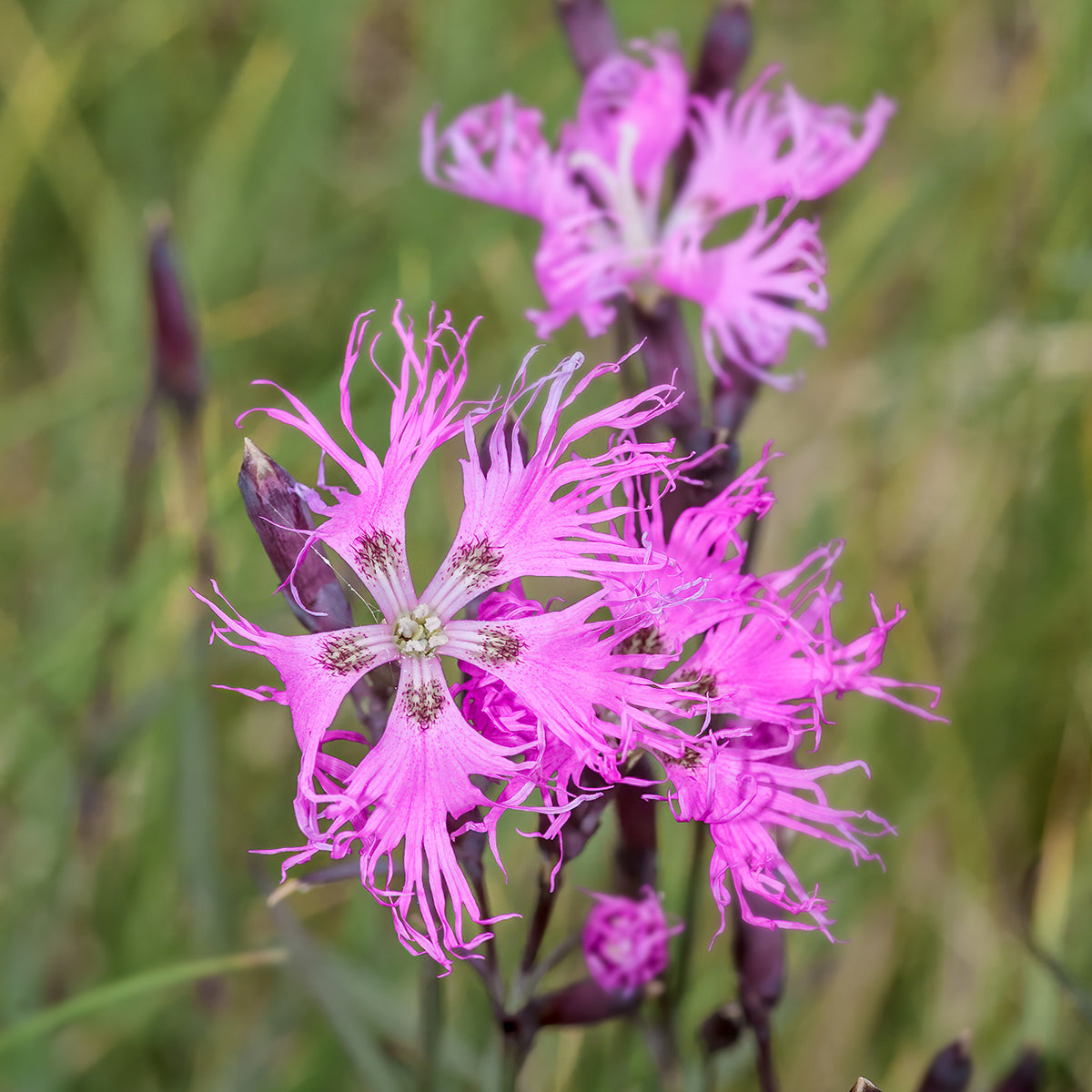 Fringed Pink Dianthus superbus flowers with delicate, deeply divided petals
