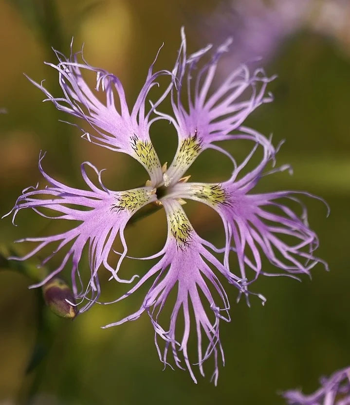 Fringed Pink perennial flowering plant with slender foliage in a garden setting