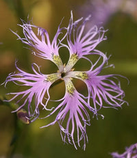 Fringed Pink perennial flowering plant with slender foliage in a garden setting