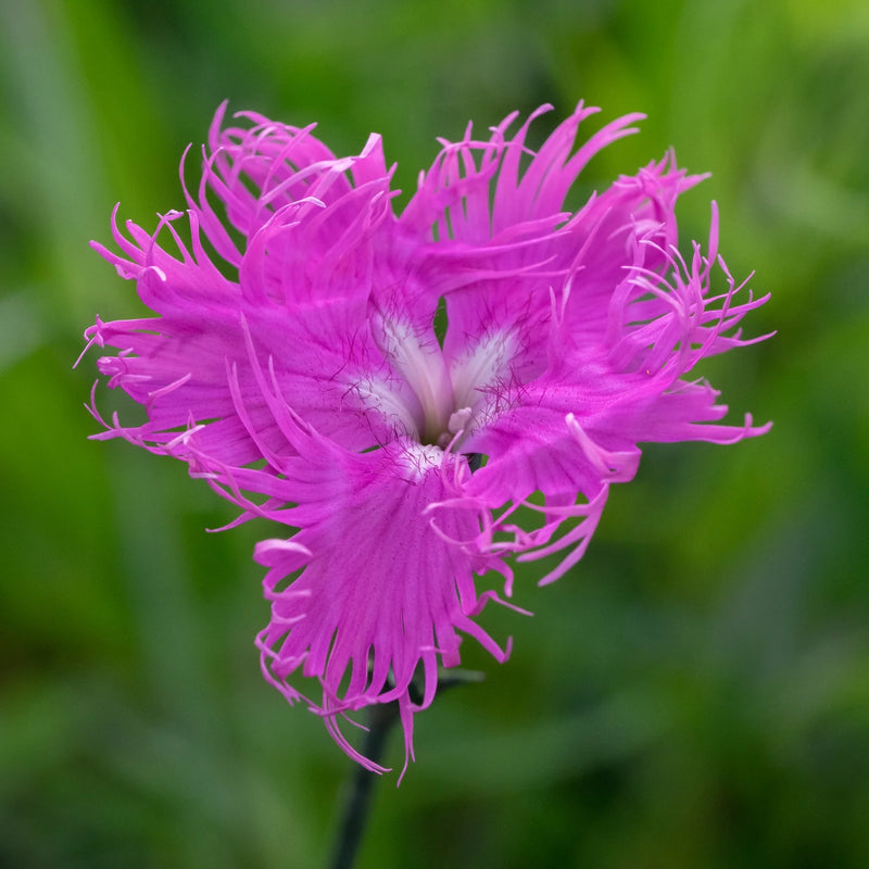 Dianthus superbus ornamental flower plant seeds for garden planting