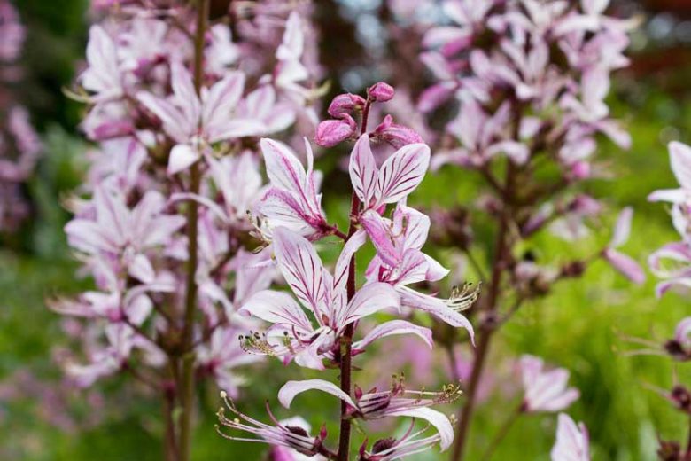 Dictamnus purpureus seeds for ornamental gardening