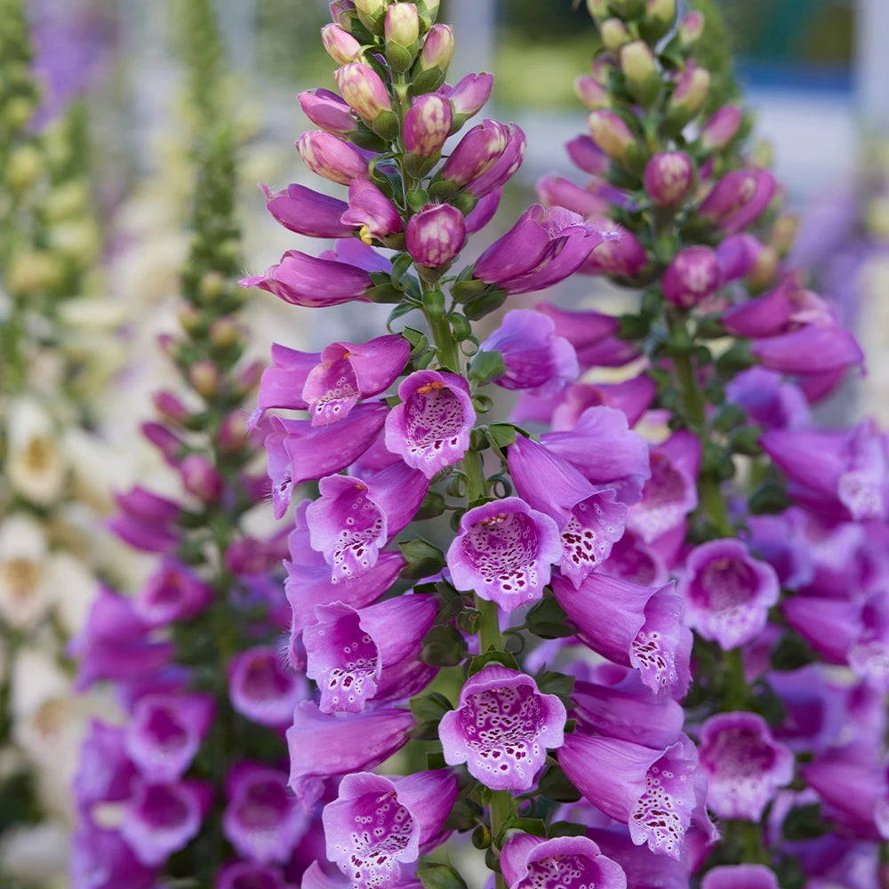 Purple Foxglove Organic Flower Seeds,Digitalis purpurea  for Cottage Gardens