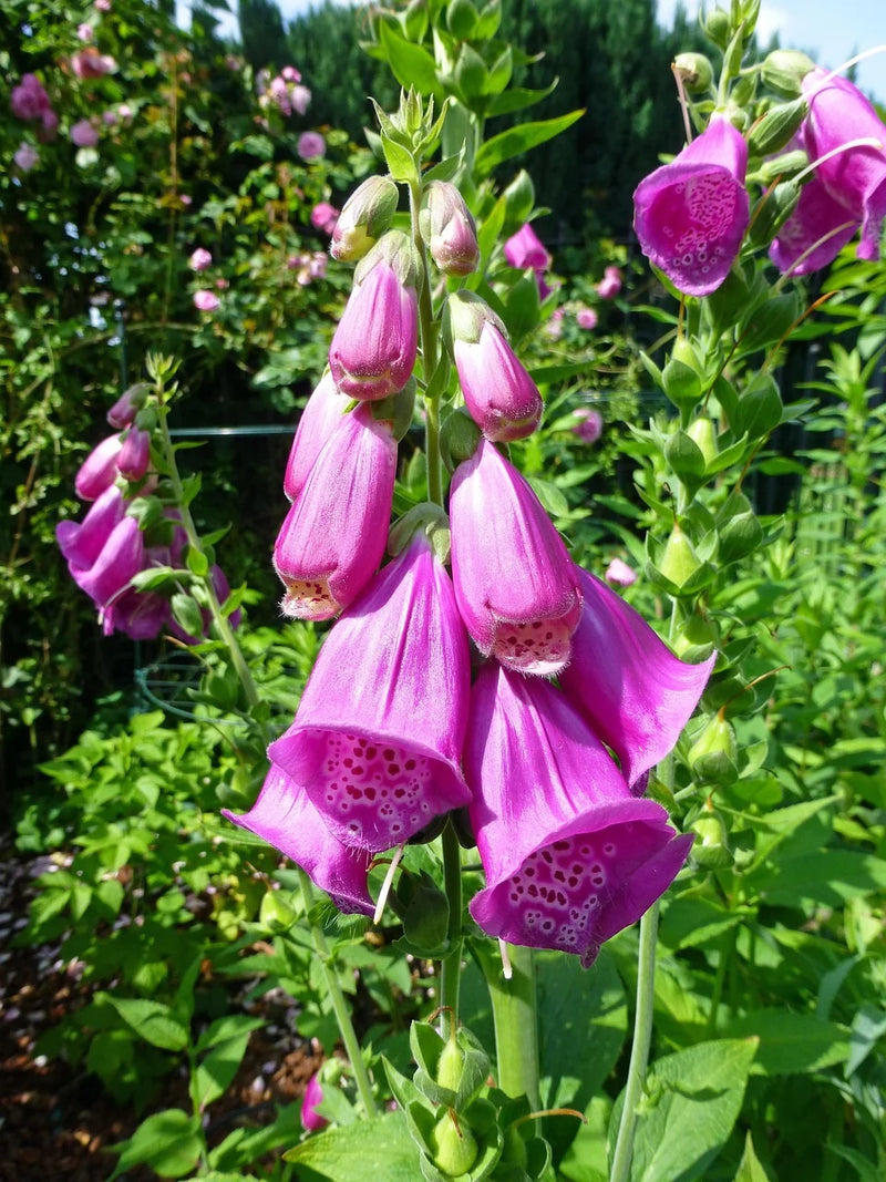 Organic Purple Foxglove (Digitalis purpurea) flowering plant with tall upright stems, broad green leaves, and numerous purple bell-shaped flowers with darker spotted throats in an ornamental cottage-style flower garden.