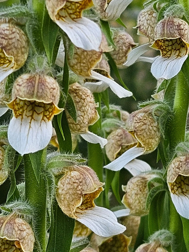Grecian Foxglove (Digitalis lanata) flowering plant displaying tall woolly stems, elongated green leaves, and clusters of cream-colored tubular flowers with prominent purplish-brown veins.