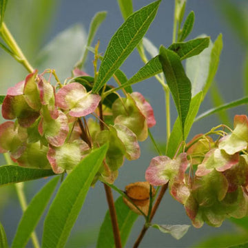 Hopbush Dodonaea viscosa evergreen shrub with narrow green leathery leaves, dense branching stems, and papery winged seed capsules
