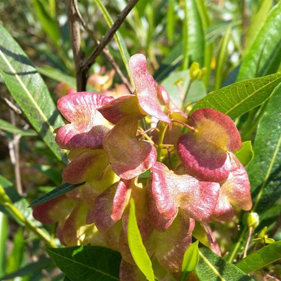Dodonaea viscosa Seeds – Hopbush Evergreen Shrub for Gardens