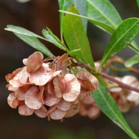 Dodonaea viscosa Seeds – Hopbush Evergreen Shrub for Gardens