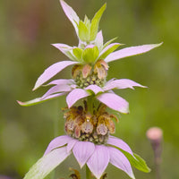 Yellow Dotted Mint Monarda punctata plant seeds for garden cultivation