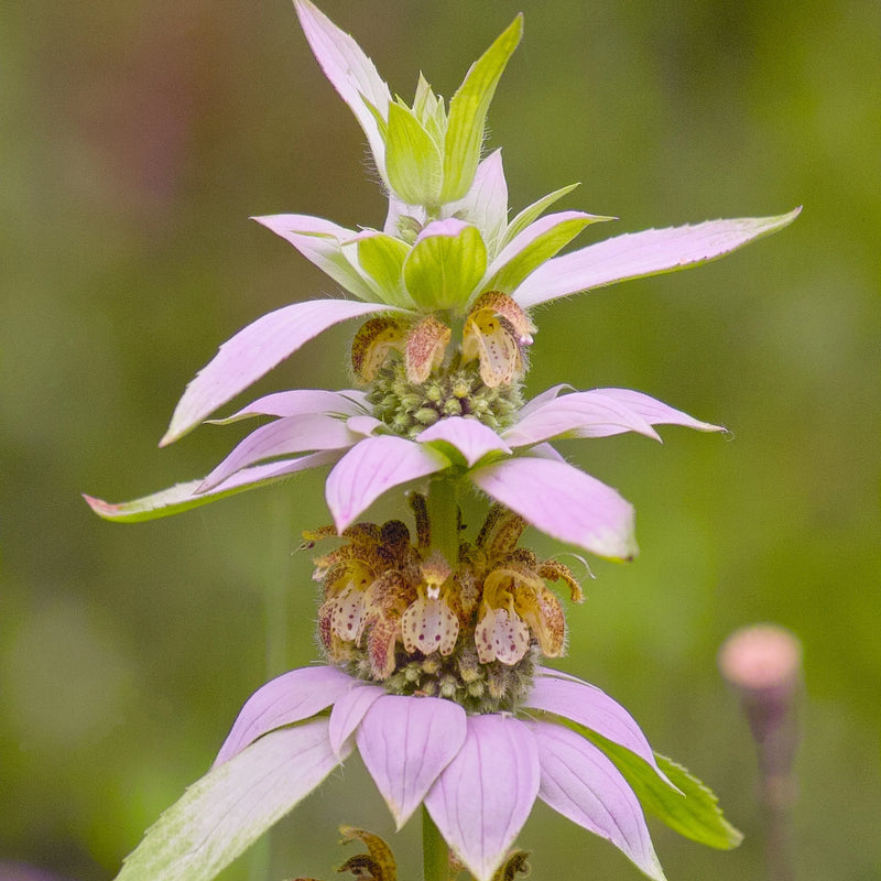 Yellow Dotted Mint Monarda punctata plant seeds for garden cultivation