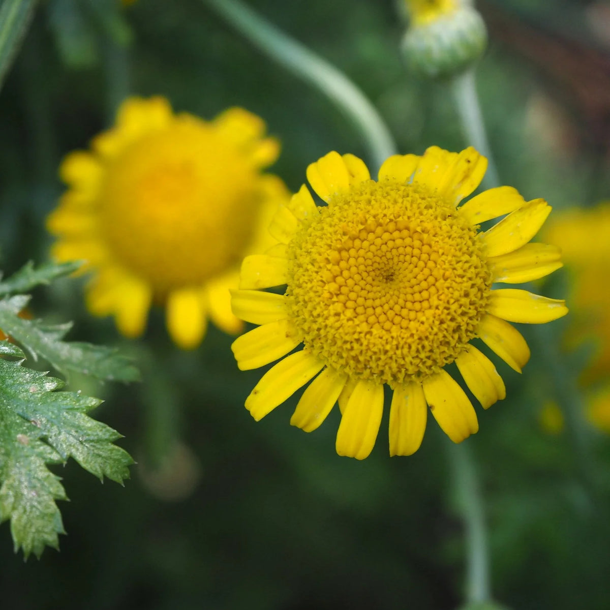 Dyer’s Chamomile flowering perennial for sunny garden borders and cottage-style landscaping