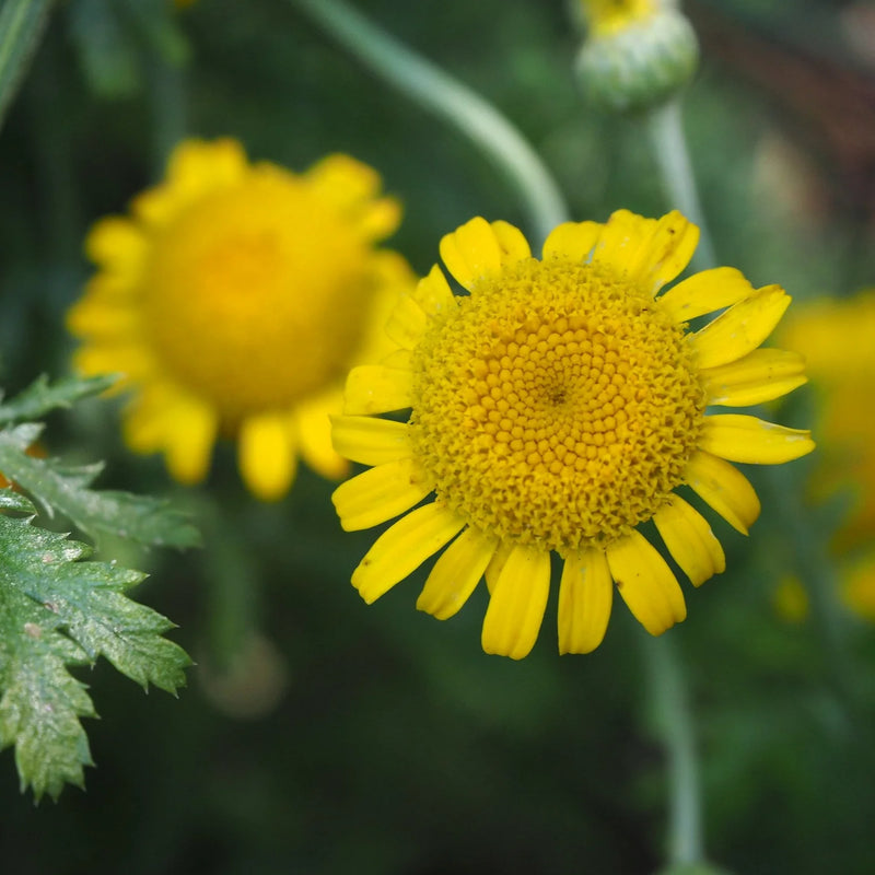 Golden Marguerite Dyer’s Chamomile flowering plant for sunny garden borders and cottage gardens