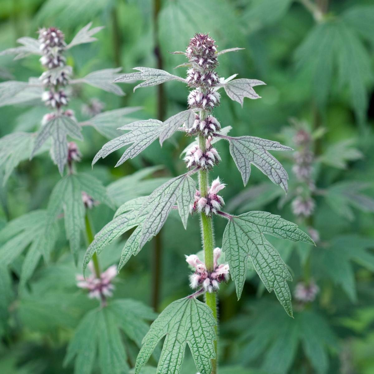 Leonurus japonicus Chinese Motherwort garden seeds for herb garden planting