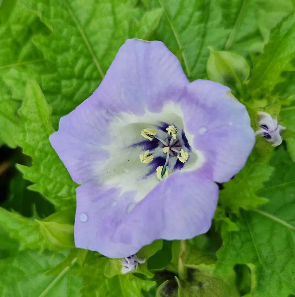 Nicandra physalodes Shoo-Fly Plant with green foliage, pale blue-violet flowers, and papery lantern-like fruit structures in a garden