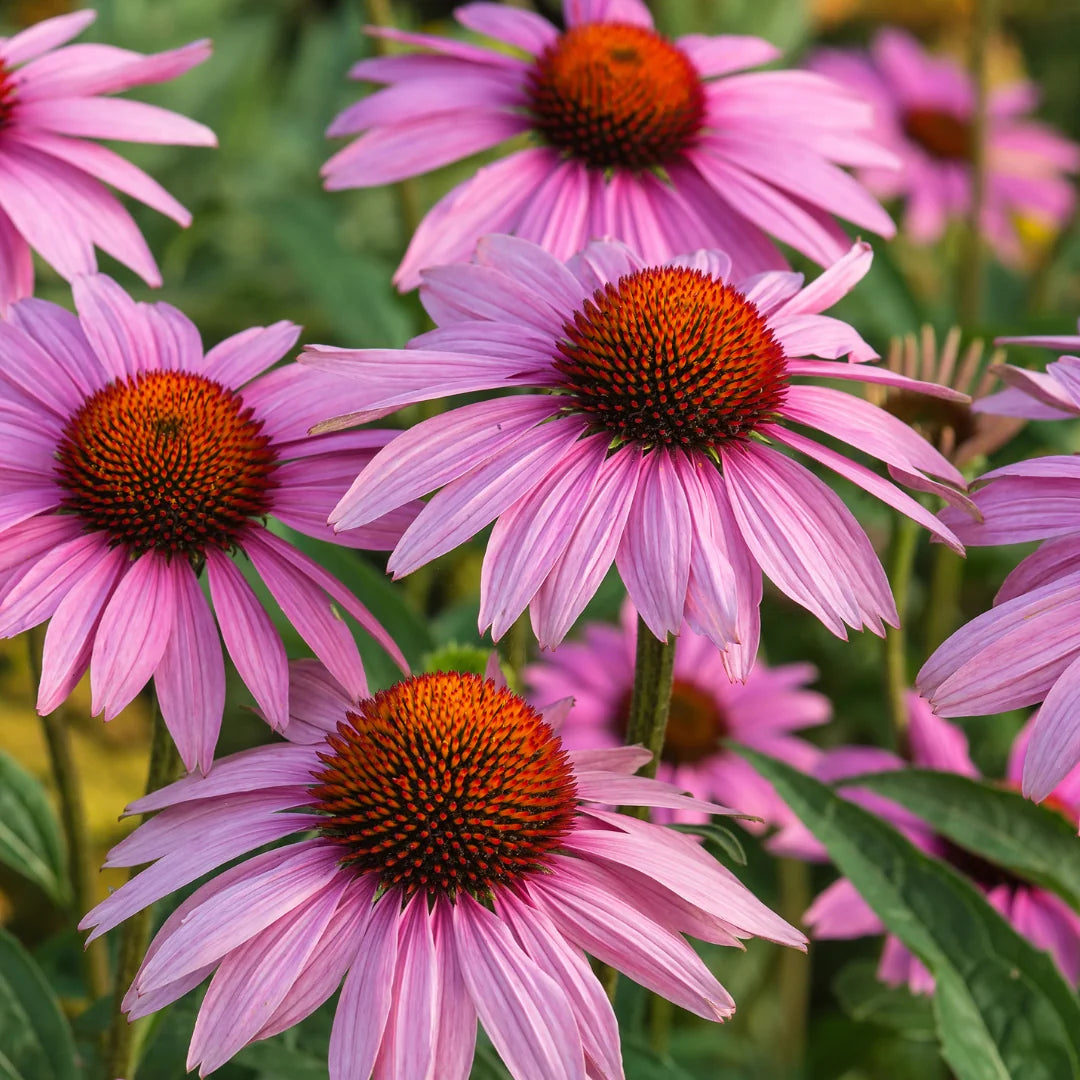 Organic Echinacea purpurea Seeds for Native Wildflower Garden Planting
