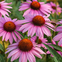 Purple Coneflower (Echinacea purpurea) organic flowering perennial with rosy-pink petals, raised orange-brown cones, and green foliage in a natural landscape.