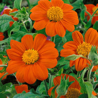 Mexican Sunflower Tithonia rotundifolia Seeds for Flower Gardens and Outdoor Planting