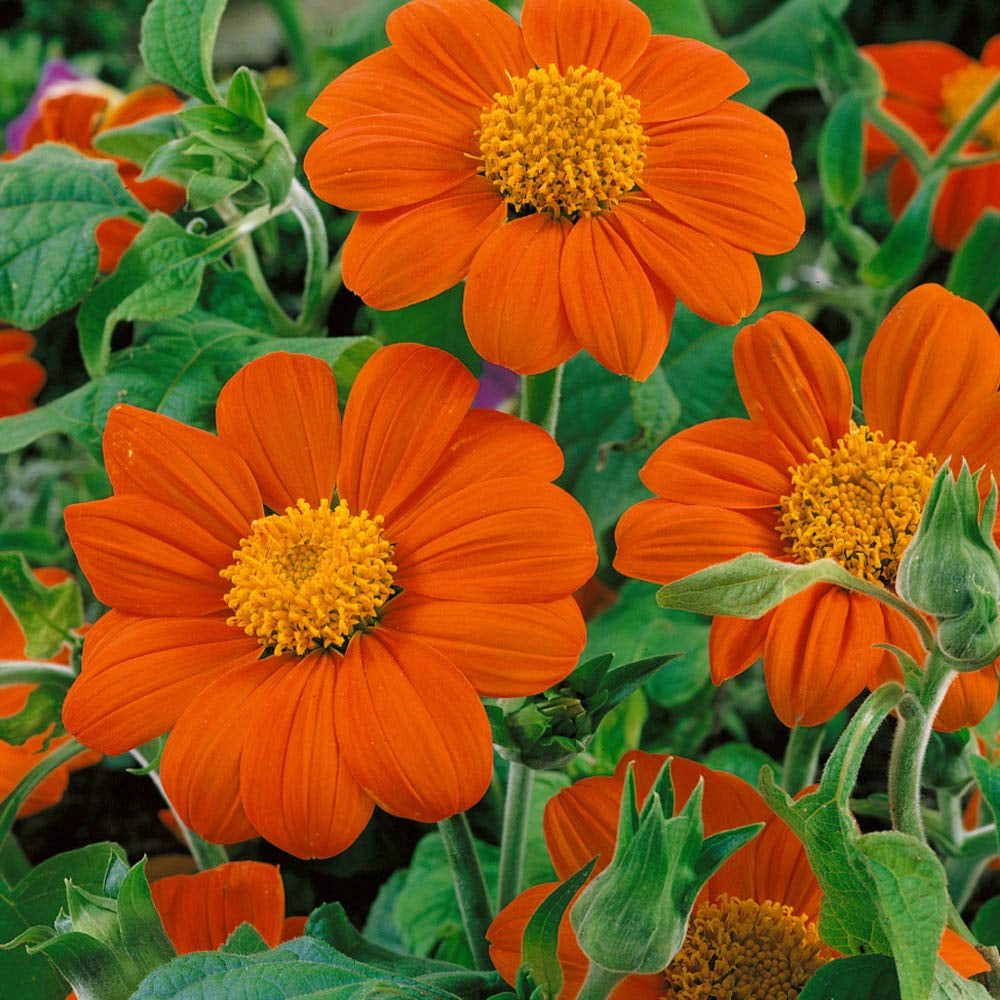 Mexican Sunflower Tithonia rotundifolia with vibrant orange daisy-like flowers, golden-yellow centers, and green foliage in a sunny outdoor flower garden