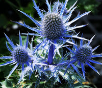 Sea Holly Eryngium planum perennial with steel-blue flower heads, spiky bracts, and upright stems in a sunny garden