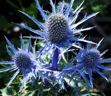 Sea Holly Eryngium planum perennial with steel-blue flower heads, spiky bracts, and upright stems in a sunny garden