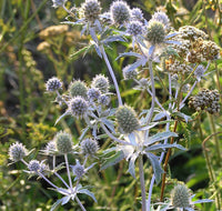 Sea Holly Flower Seeds – Eryngium planum Garden Plant