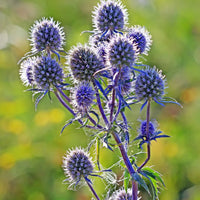 Eryngium planum Sea Holly with steel-blue flower heads, spiky bracts, and upright stems in an ornamental garden