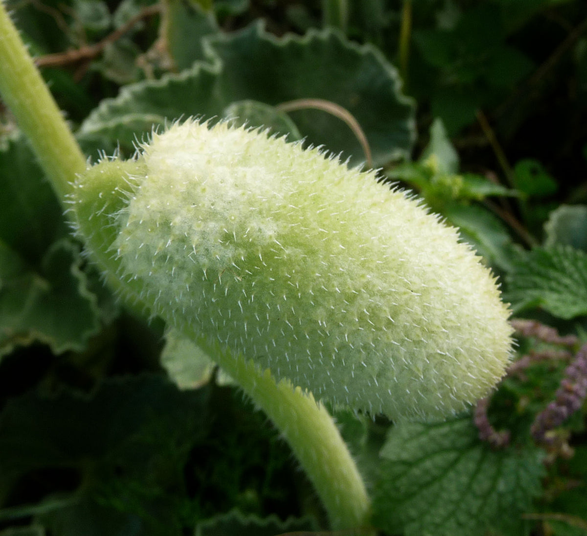 Ecballium elaterium Squirting Cucumber Garden Seeds for Botanical Gardens and Outdoor Planting