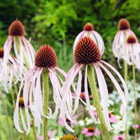 Organic Echinacea pallida Seeds for Native Wildflower Garden Planting