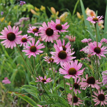 Organic Tennessee Purple Coneflower (Echinacea tennesseensis) with outward-facing rose-purple petals, coppery-brown central cones, and narrow green foliage.