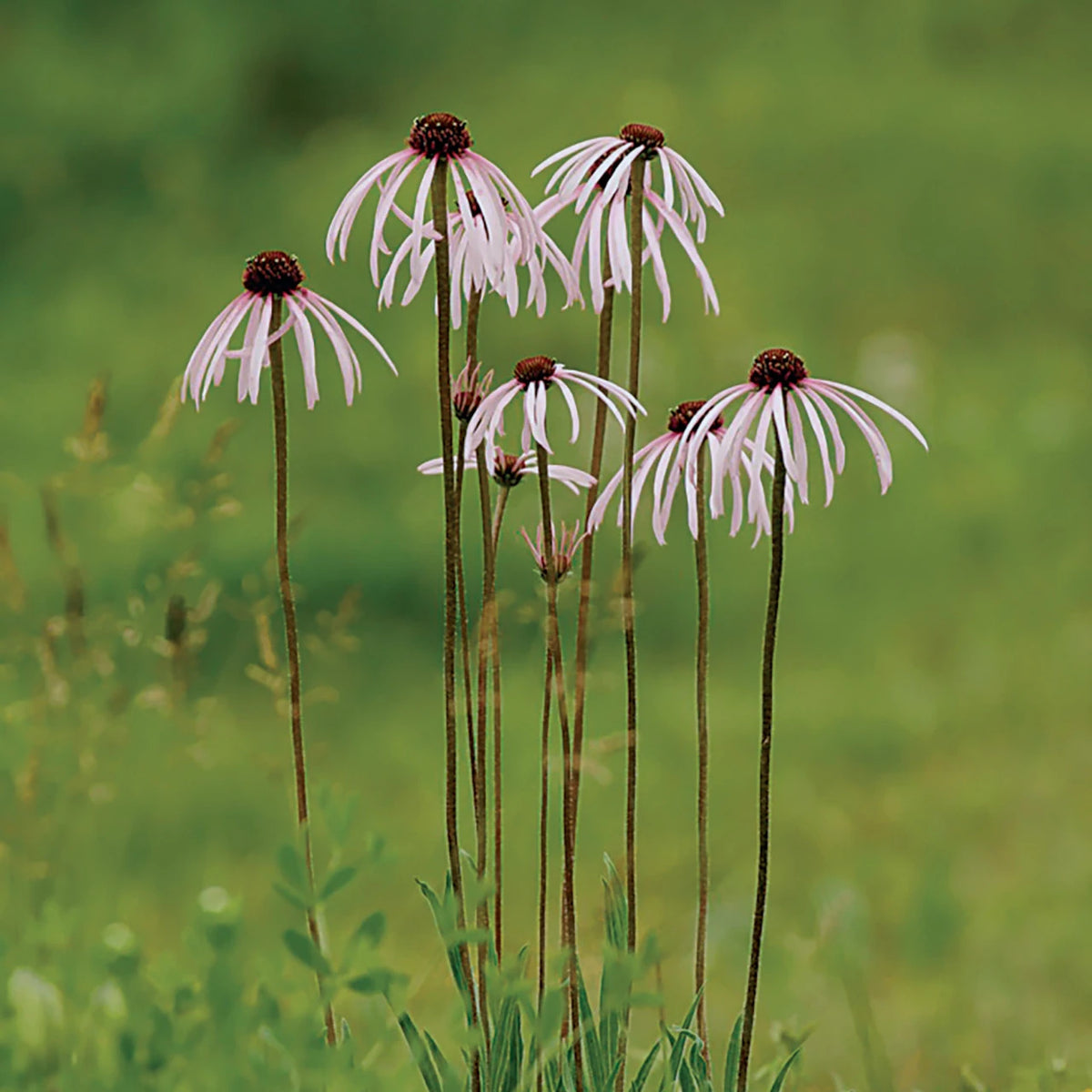 Organic Pale Purple Coneflower Seeds ,Echinacea pallida for Flower Gardens