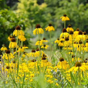 Organic Echinacea paradoxa Yellow Coneflower with drooping golden-yellow petals, raised dark brown central cones, and green foliage in a wildflower garden.