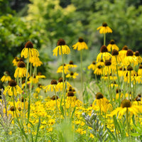 Organic Echinacea paradoxa Yellow Coneflower with drooping golden-yellow petals, prominent dark brown central cones, and green foliage in a native wildflower garden.