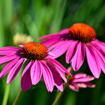 Echinacea purpurea Purple Coneflower with purple petals and a prominent central cone.