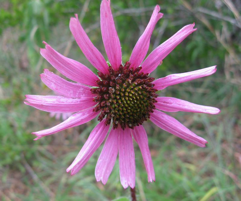 Organic Tennessee Coneflower (Echinacea tennesseensis) with outward-facing rose-purple petals, raised coppery-orange central cones, and narrow green foliage.