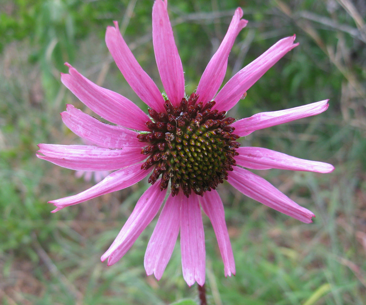 Echinacea tennesseensis, organic