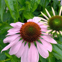 Narrow-Leaved Coneflower perennial plant for sunny gardens and naturalistic landscape planting
