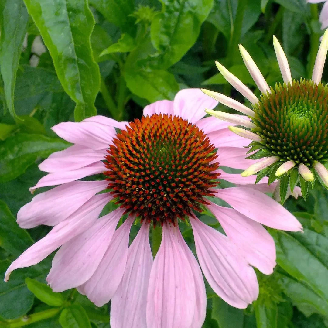Echinacea angustifolia Narrow-Leaved Coneflower flower seeds for garden planting