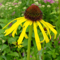 Organic Echinacea paradoxa Seeds for Native Wildflower Garden Planting
