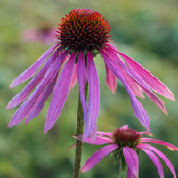 Purple Coneflower Echinacea purpurea with daisy-like purple petals and a raised central cone.