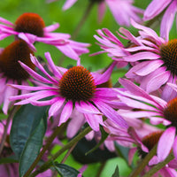 Echinacea purpurea flowering perennial for home gardens, flower borders, and landscape planting.