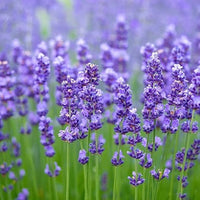 1. English Lavender perennial flowering herb growing in a sunny garden border.