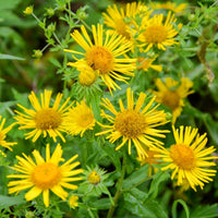 Elecampane Inula helenium plant with broad green leaves and yellow daisy-like flowers.
