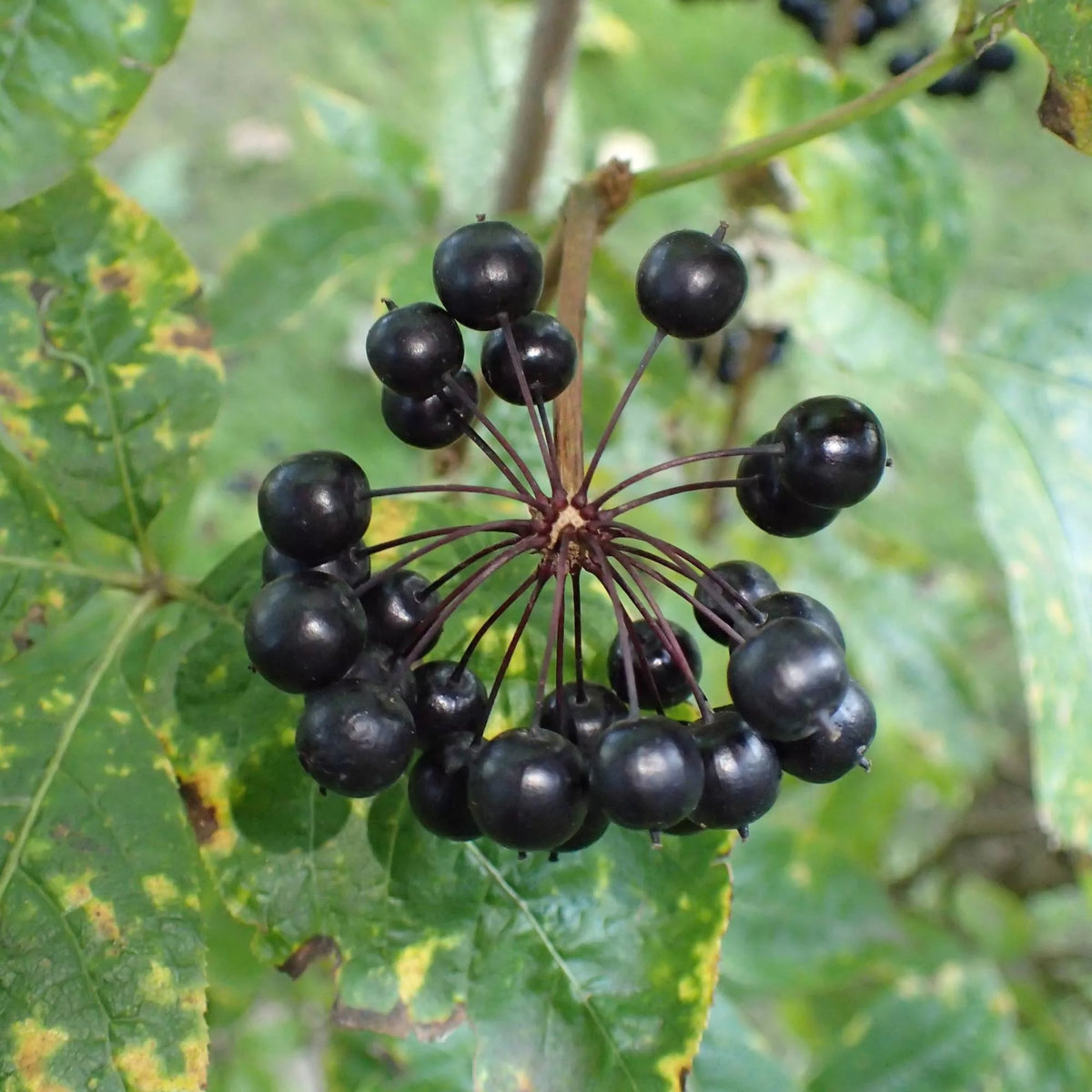 Eleuthero Seeds ,Eleutherococcus senticosus for Botanical Herb and Shrub Gardens
