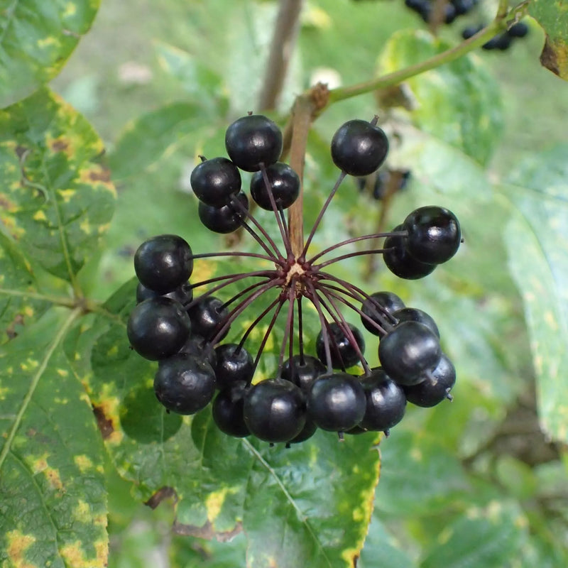 Siberian Ginseng (Eleutherococcus senticosus) deciduous shrub with palmately compound green leaves, slender prickly branches, small clustered flowers, and dark fruits in a woodland garden.