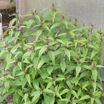 Mentha haplocalyx Chinese Mint herb planting seeds for home gardens