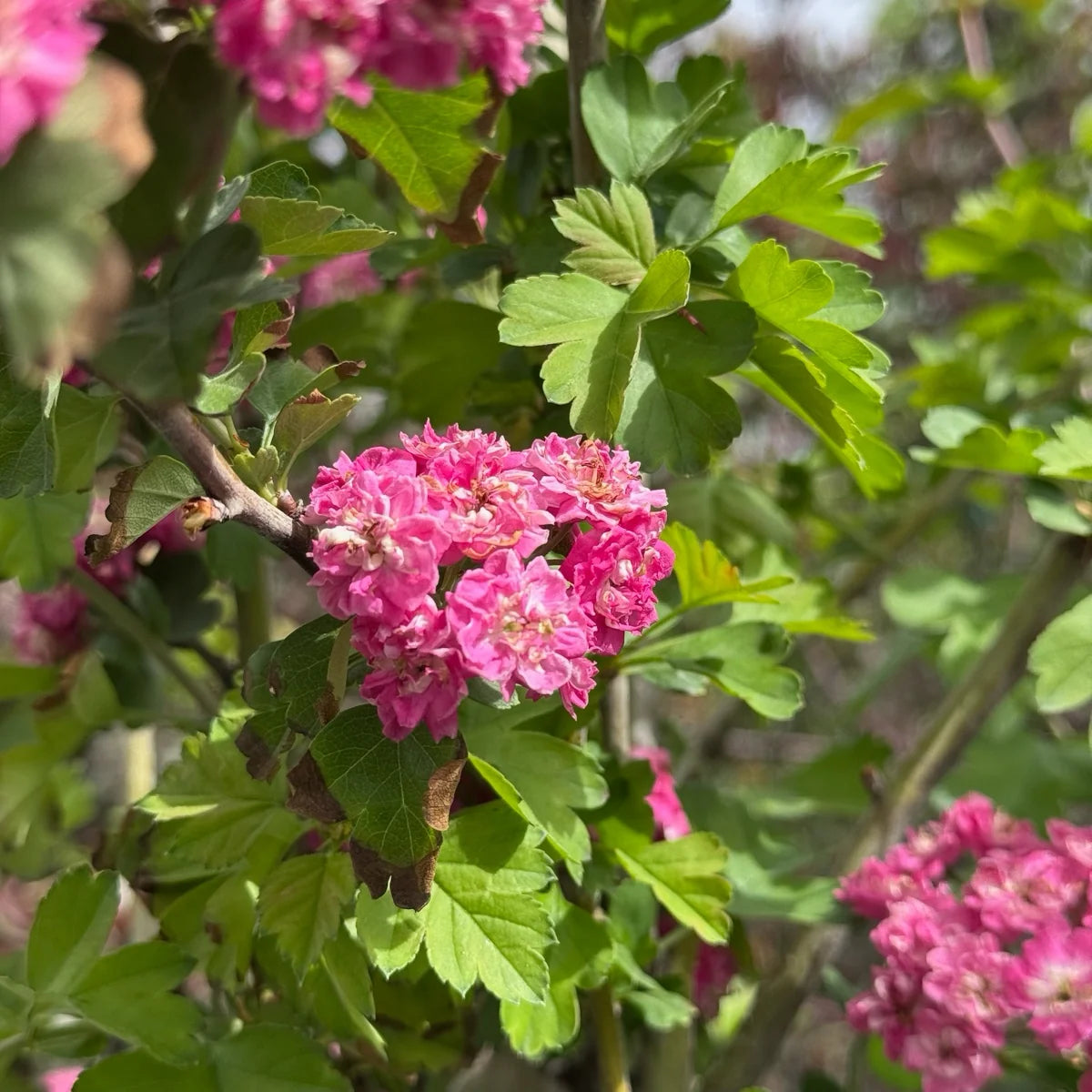Crataegus laevigata English Hawthorn flowering tree with clusters of white blossoms, green lobed foliage, and red haws