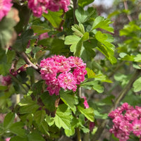Crataegus laevigata English Hawthorn flowering tree with clusters of white blossoms, green lobed foliage, and red haws