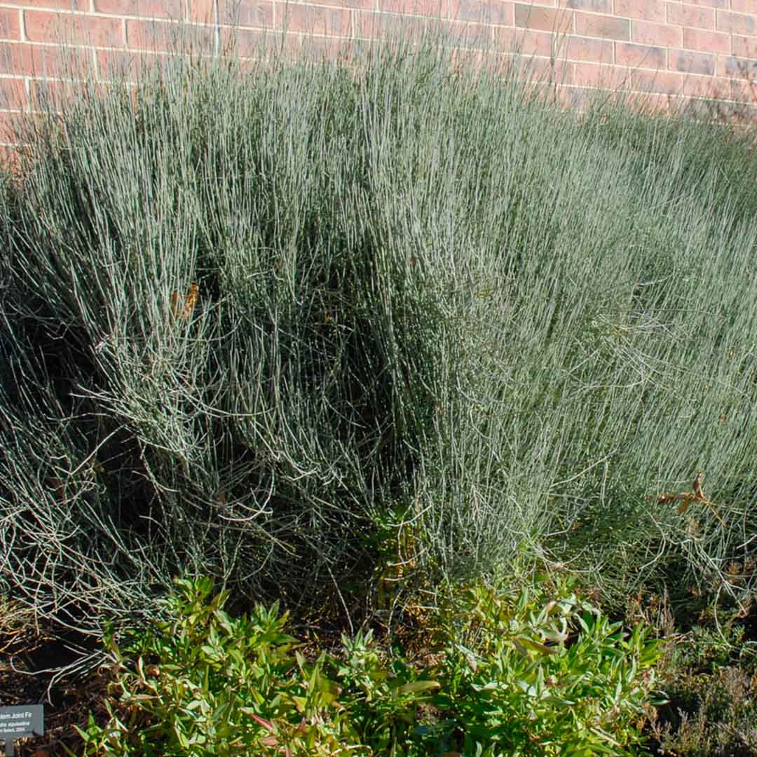 Ephedra, Bluestem (Ephedra equisetina),organic