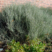 Ephedra, Bluestem (Ephedra equisetina),organic